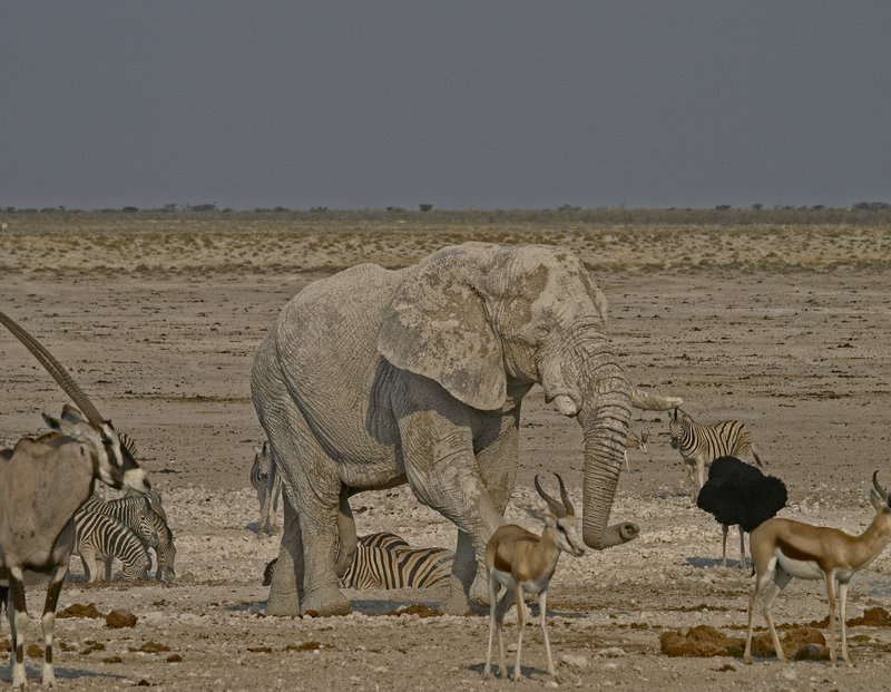 Okaukuejo, Zebra, Springbok, Ostrich, Oryx, African Elephant